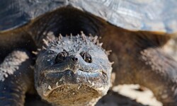 „Gabi“ wurde vermutlich in einem Fluss ausgesetzt. Das Kiefer von Geierschildkröten ist so ...