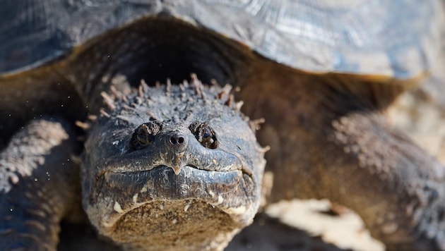 „Gabi“ wurde vermutlich in einem Fluss ausgesetzt. Das Kiefer von Geierschildkröten ist so stark, dass sie mühelos Besenstiele durchbeißen können. (Bild: JEREMY FELTY (Symbolbild))