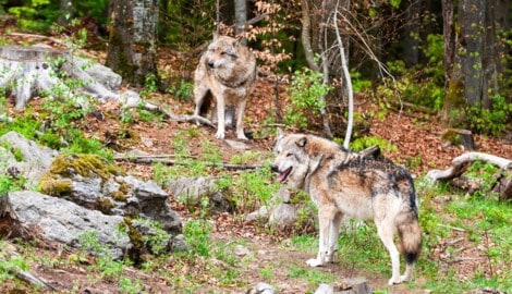 Seit Jahren ist der Wolf ein regelmäßiger Gast in Vorarlberg, Rudel gibt es bis dato aber noch ...