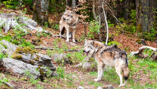 Seit Jahren ist der Wolf ein regelmäßiger Gast in Vorarlberg, Rudel gibt es bis dato aber noch ...