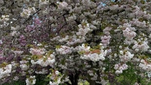 Das Massen- blühen erfreut zwar den Menschen, weil es hübsch anzusehen ist. Für die Bäume ist es allerdings weit weniger gut. Sie werden von der Massenblüte geschwächt. (Bild: J. Gepp)