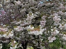 Das Massen- blühen erfreut zwar den Menschen, weil es hübsch anzusehen ist. Für die Bäume ist es allerdings weit weniger gut. Sie werden von der Massenblüte geschwächt. (Bild: J. Gepp)