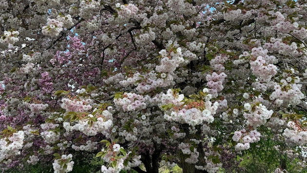 Das Massen- blühen erfreut zwar den Menschen, weil es hübsch anzusehen ist. Für die Bäume ist es allerdings weit weniger gut. Sie werden von der Massenblüte geschwächt. (Bild: J. Gepp)