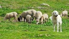 Ob Wolf oder bloß Wanderer: Die Schutzhunde lassen keinen an „ihre“ Herde! (Bild: Albin Blaschka)