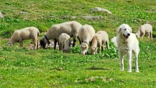 Ob Wolf oder bloß Wanderer: Die Schutzhunde lassen keinen an „ihre“ Herde! (Bild: Albin Blaschka)