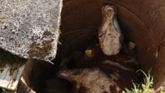 Das Kalb fiel in einen Schacht und blieb unverletzt (Bild: FF Goldegg)