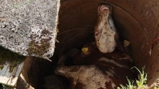 Das Kalb fiel in einen Schacht und blieb unverletzt (Bild: FF Goldegg)