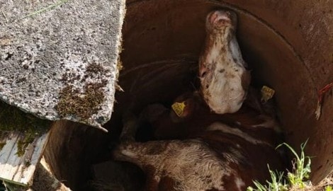 Das Kalb fiel in einen Schacht und blieb unverletzt (Bild: FF Goldegg)