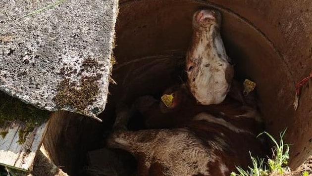 Das Kalb fiel in einen Schacht und blieb unverletzt (Bild: FF Goldegg)