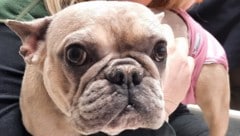 Französische Bulldogge (Bild: Pfotenhilfe Lochen)