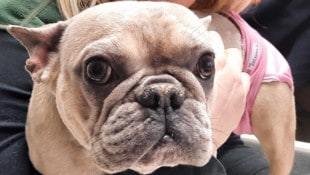 Französische Bulldogge (Bild: Pfotenhilfe Lochen)