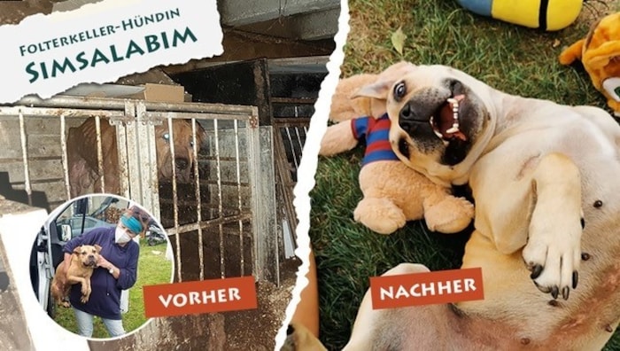 Diese Tiere konnten erfolgreich von ihrem Leid befreit werden.
