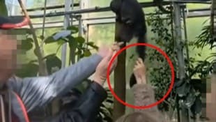 Was haben sich die Tiergartenbesucher da denn gedacht? Erst wurden die Tiere mit unpassendem Futter angelockt, dann sogar am Schwanz gezogen. (Bild: Krone KREATIV)