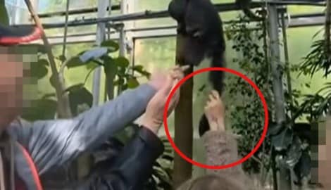 Was haben sich die Tiergartenbesucher da denn gedacht? Erst wurden die Tiere mit unpassendem Futter angelockt, dann sogar am Schwanz gezogen. (Bild: Krone KREATIV)