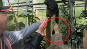 Was haben sich die Tiergartenbesucher da denn gedacht? Erst wurden die Tiere mit unpassendem Futter angelockt, dann sogar am Schwanz gezogen. (Bild: Krone KREATIV)