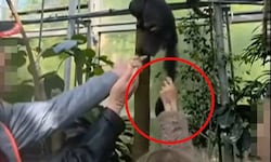 Was haben sich die Tiergartenbesucher da denn gedacht? Erst wurden die Tiere mit unpassendem ...
