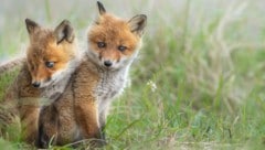 Ohne Mutter stehen für die Chancen für Jungtiere in freier Wildbahn nicht gut. Dank beherzter Tierfreunde werden nun zwei Fuchskinder auf der Wildtierstation aufgepäppelt. (Symbolfoto) (Bild: G.Tanaka)