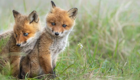 Ohne Mutter stehen für die Chancen für Jungtiere in freier Wildbahn nicht gut. Dank beherzter Tierfreunde werden nun zwei Fuchskinder auf der Wildtierstation aufgepäppelt. (Symbolfoto) (Bild: G.Tanaka)