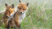 Ohne Mutter stehen für die Chancen für Jungtiere in freier Wildbahn nicht gut. Dank beherzter ...