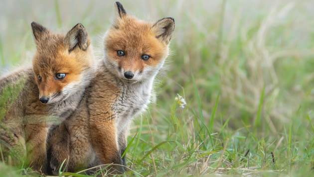Ohne Mutter stehen für die Chancen für Jungtiere in freier Wildbahn nicht gut. Dank beherzter Tierfreunde werden nun zwei Fuchskinder auf der Wildtierstation aufgepäppelt. (Symbolfoto)