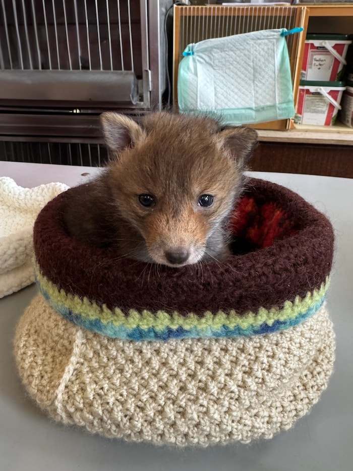 Häkeln für den guten Zweck: Zahlreiche Tierfreunde bastelten Wollkörbchen, damit die tierischen Findelkinder etwas Nestwärme spüren können.  