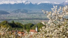 Kirschblüte in Fraxern: Die Saison für das besonders bei Kindern beliebte Obst ist bisher gut verlaufen. Die Obstbauern dürfen mit einer reichen Ernte rechnen. (Bild: Mathis Fotografie)