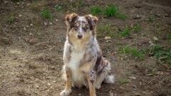 Ein Australian Shepherd (Symbolbild) wurde vergiftet. (Bild: TiKo Klagenfurt)