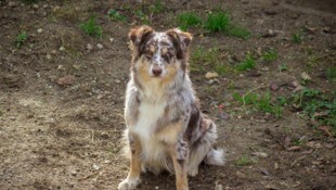 Ein Australian Shepherd (Symbolbild) wurde vergiftet.