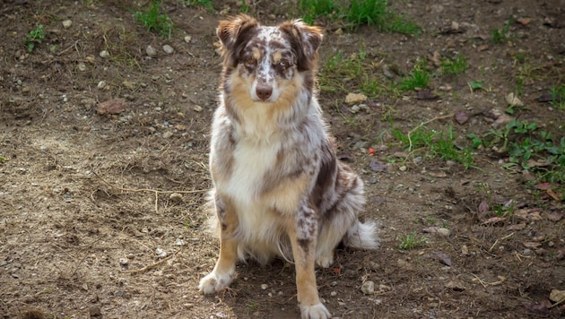 Ein Australian Shepherd (Symbolbild) wurde vergiftet. (Bild: TiKo Klagenfurt)