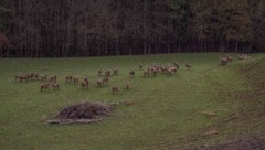 Aufklärung rund um ein HIrschgehege tut not (Bild: Jürgen Fuchs)