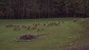 Aufklärung rund um ein HIrschgehege tut not