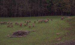 Aufklärung rund um ein HIrschgehege tut not