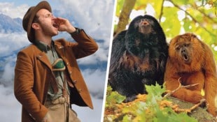 Da wird jeder Lederhosenträger neidisch! Affen – hier im Bild zwei Brüllaffen – können besser jodeln als wir Menschen. Klingt verrückt, ist aber jetzt tatsächlich wissenschaftlich bestätigt. (Bild: Krone KREATIV/Thomas Reitsamer, Jacob C. Dunn)