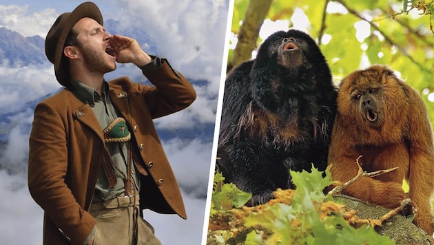 Da wird jeder Lederhosenträger neidisch! Affen – hier im Bild zwei Brüllaffen – können besser jodeln als wir Menschen. Klingt verrückt, ist aber jetzt tatsächlich wissenschaftlich bestätigt. (Bild: Krone KREATIV/Thomas Reitsamer, Jacob C. Dunn)