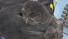 Diesen jungen Kauz haben Kameraden der FF St. Thomas am Zeiselberg aus einem Kamin befreit. (Bild: FF St.Thomas am Zeiselberg)
