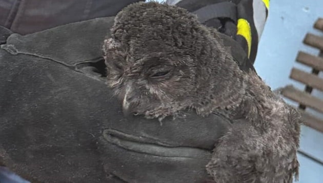 Diesen jungen Kauz haben Kameraden der FF St. Thomas am Zeiselberg aus einem Kamin befreit.