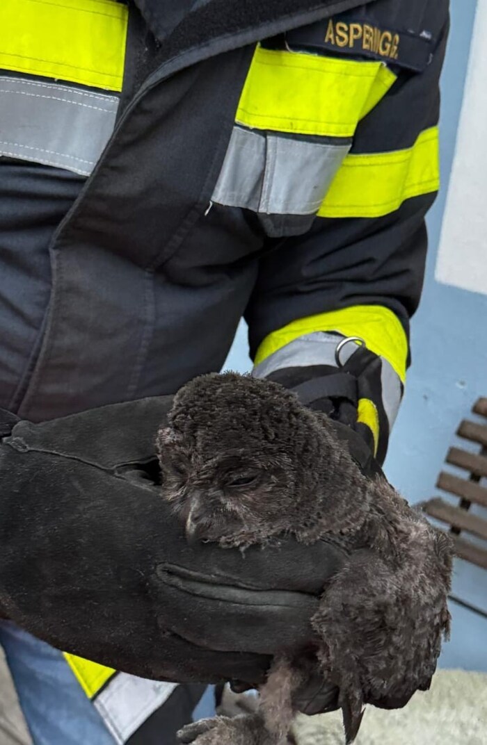 Die Feuerwehr barg den Kauz aus dem Kamin. Er war geschwächt, vermutlich auch verängstigt.