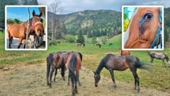 Ein Foto von glücklichen Pferden – laut Gestütsbesitzerin ist das Foto eine Woche vor der Abnahme entstanden.  (Bild: Krone KREATIV/ZVG Privat, Pfotenhilfe)