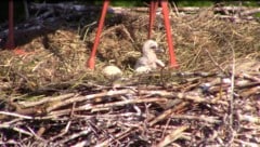 Das erste Bild des Babystorchs.