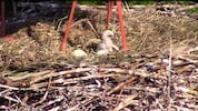 Das erste Bild des Babystorchs. (Bild: Trumer Privatbrauerei, Laura Neissl)