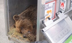 Fast acht Stunden dauerte der Transport des slowenischen Restaurantbären Felix ins Waldviertel.