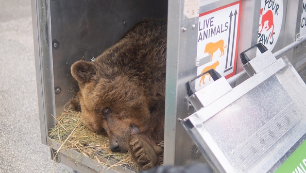 Fast acht Stunden dauerte der Transport des slowenischen Restaurantbären Felix ins Waldviertel. (Bild: Vier Pfoten)