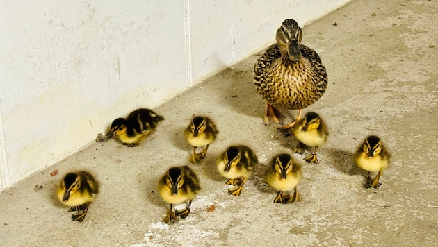 Diese Entenfamilie verirrte sich in eine Tiefgarage. (Bild: FF Stadt Oberndorf)