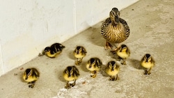 Diese Entenfamilie verirrte sich in eine Tiefgarage. (Bild: FF Stadt Oberndorf)