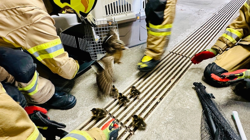 Einfang-Versuche gestalteten sich schwierig. (Bild: FF Oberndorf)