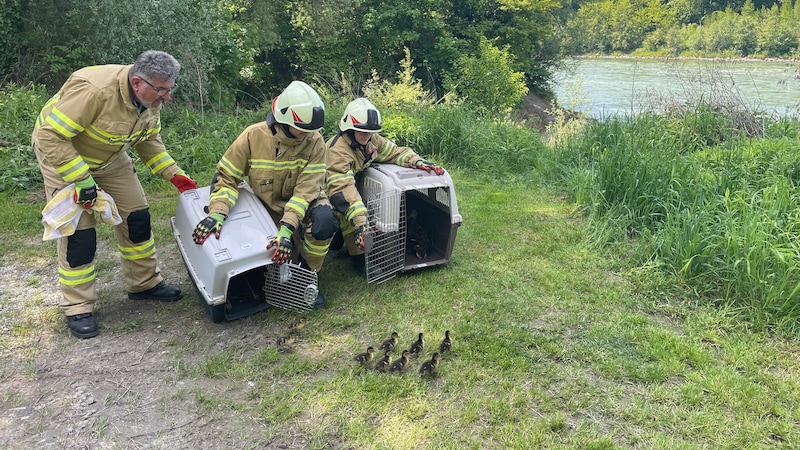 Ente gut, alles gut. (Bild: FF Oberndorf)