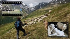 Begegnung mit Wanderern, Ausbildung von klein auf: Herdenschutzhunde meistern auch heikle Situationen mit Wanderern und Haushunden instinktiv professionell. (Bild: Krone KREATIV/Max Rossberg; Land Tirol)