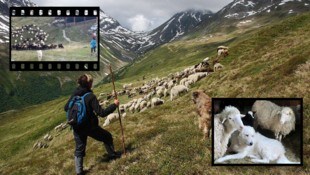 Begegnung mit Wanderern, Ausbildung von klein auf: Herdenschutzhunde meistern auch ...