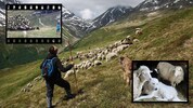 Begegnung mit Wanderern, Ausbildung von klein auf: Herdenschutzhunde meistern auch ...