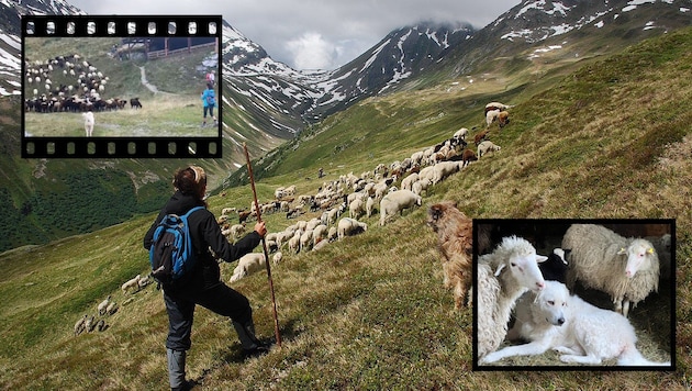 Begegnung mit Wanderern, Ausbildung von klein auf: Herdenschutzhunde meistern auch heikle Situationen mit Wanderern und Haushunden instinktiv professionell.